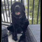 a black dog sitting next to a black cat on a balcony
