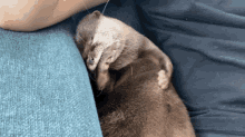 Tummy Scratch GIF - Tummy Scratch Otter GIFs