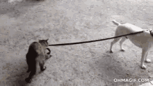 Cat Dog GIF - Cat Dog Come Here GIFs