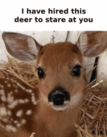 a picture of a baby deer with a caption that says ' i have hired this deer to stare at you '