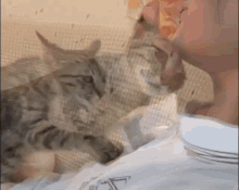 Hug Tired GIF - Hug Tired Cat GIFs