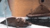 a seal is laying on the ice in front of a box .