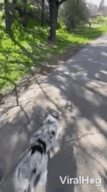Jump Viralhog GIF - Jump Viralhog Dog GIFs