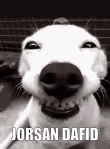 a black and white photo of a dog making a funny face with the words jorsan dafid written on it .