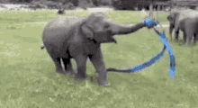 Funny Animals Elephant GIF - Funny Animals Elephant Blue Ribbon GIFs