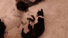 a dog and a cat are playing on a carpet