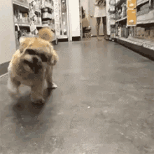 Funny Animals Dog GIF - Funny Animals Dog Stick Tongue Out GIFs