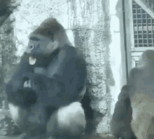 gorilla gorilla calms down gorilla screaming