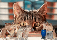 Party Cat GIF - Party Cat Rats GIFs