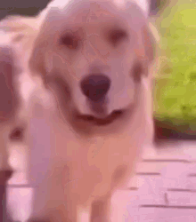 Dog Denying GIF - Dog Denying GIFs