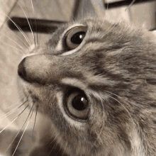 Anger Kitten GIF - Anger Kitten Rage GIFs
