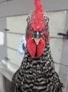 Clucked Up Chicken GIF - Clucked Up Chicken Chick GIFs