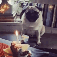 Pug Happy Birthday GIF - Pug Happy Birthday Birthday GIFs