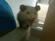 Opossum Possum Attack GIF - Opossum Possum Possum Attack GIFs