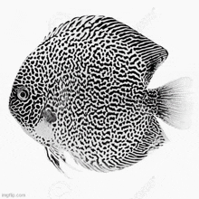 Discus Fish GIF - Discus Fish GIFs