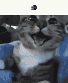 Smiling Cat Cat GIF - Smiling Cat Cat Smiling GIFs