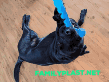 family plast yoshi plast yocci yocci plast dog