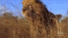 Lion GIF - Lion Running Majestic GIFs