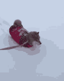 Sweater Weather Snow GIF - Sweater Weather Snow Doggo GIFs