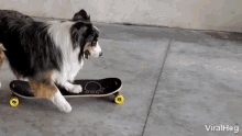 Skateboarding Dog Viralhog GIF