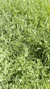 Grass Herbage GIF - Grass Herbage GIFs