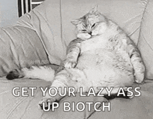 a fat cat is sitting on a couch with the words `` get your lazy ass up biotch '' written on it .