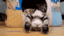Lazy Kittens GIF - Cats Tent Sleep GIFs