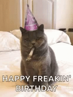 Happy Birthday Funny Animals GIF - Happy Birthday Funny Animals Lets Party  - Discover & Share GIFs