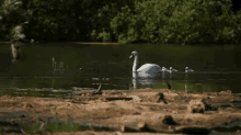 Swans Pond GIF - Swans Pond Water GIFs
