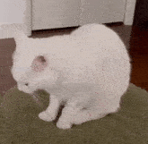White Cat Loaf GIF - White Cat Loaf Cat Loaf White Cat GIFs