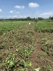 a field of grass and dirt with a blue sky