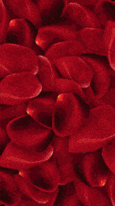 a close up of a red flower with a light shining through it