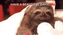Cute Animals Sloth GIF - Cute Animals Sloth Adorable GIFs