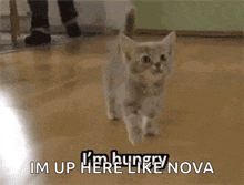 a kitten is walking on a wooden floor and says `` i 'm hungry im up here like nova ''