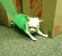 Dog Chihuahua GIF - Dog Chihuahua Roll GIFs