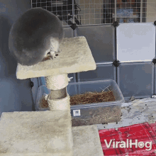 A Rabbit Fall Down Viralhog GIF - A Rabbit Fall Down Viralhog A Weakened Cat Tower Collapses GIFs