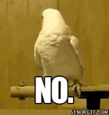 Quand Les Carrés Ne Veulent Pas Parler Des Admissions. GIF - Pet Parrot Bird GIFs