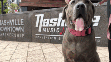 Nashville Dog GIF - Nashville Dog Mastiff GIFs
