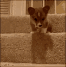Puppies GIF - Puppies GIFs