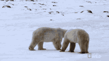 Square Up Mission Critical GIF - Square Up Mission Critical Nat Geo Wild GIFs