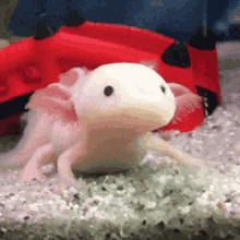 axolotl cute food eating ossie