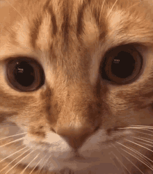Cat Eye Twitch Cat Camera GIF - Cat Eye Twitch Cat Eye Twitch GIFs