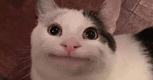 a black and white cat with a surprised look on its face is looking at the camera .