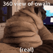 Owainmax Owaindog GIF - Owainmax Owaindog Owainmaxdog GIFs