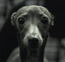 a close up of a dog 's face with big eyes