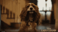 Lady And The Tramp Cute GIF - Lady And The Tramp Cute Dog GIFs