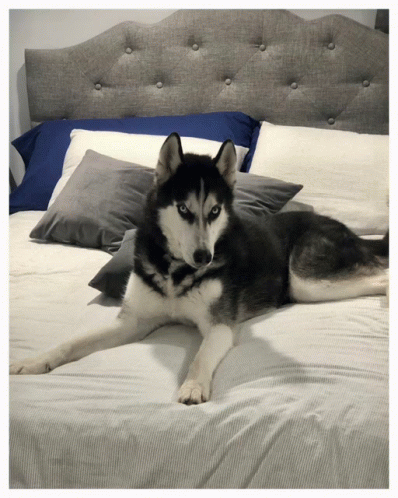 Husky Dog GIF - Husky Dog - Discover & Share GIFs