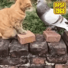 Cat And Bird Argue GIF