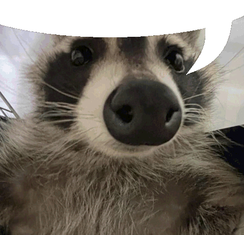 a close up of a raccoon 's face with a white background