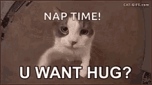 Hug Your Cat Day U Want Hug GIF
